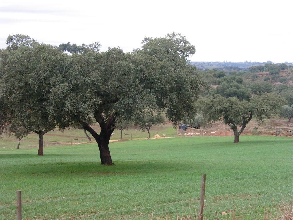 Cantar Do Grilo - Turismo Rural Serpa Exterior photo